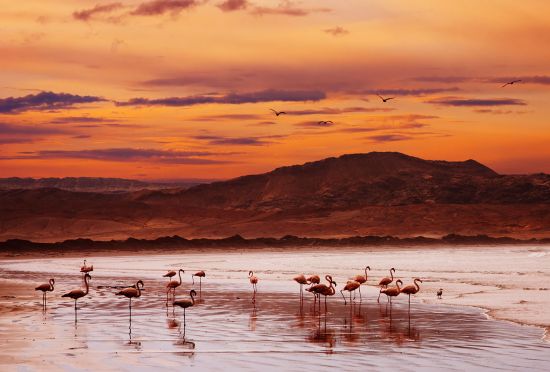 Luderitz port guide: flamingoes